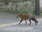 SX21472 Fox in Manorbier.jpg